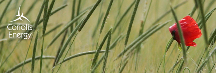Image: Close up of a poppy in a green field